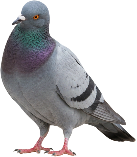 Its counterpart pigeon perched on the trending bar